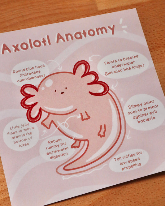 Phoebe Axolotl Anatomy Art Card Print